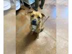 Mountain Cur Mix DOG FOR ADOPTION RGADN-1357038 - Penelope - Mountain Cur /