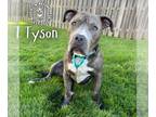 Staffordshire Bull Terrier DOG FOR ADOPTION RGADN-1357039 - Tyson -
