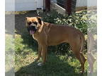 Boxer DOG FOR ADOPTION RGADN-1357040 - Roxie - Boxer (short coat) Dog For