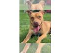 American Pit Bull Terrier Mix DOG FOR ADOPTION RGADN-1357041 - Atlas - American