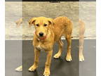 Sheprador DOG FOR ADOPTION RGADN-1357044 - Cleo - Labrador Retriever /