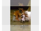 Boxer DOG FOR ADOPTION RGADN-1357049 - Banjo II - Boxer Dog For Adoption