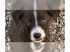Rottweiler Mix DOG FOR ADOPTION RGADN-1357063 - Alcatraz - Rottweiler / Mixed