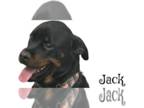 Rottweiler DOG FOR ADOPTION RGADN-1357066 - Jack - Rottweiler Dog For Adoption