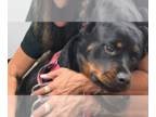 Rottweiler DOG FOR ADOPTION RGADN-1357068 - Ginger - Rottweiler Dog For Adoption