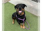 Rottweiler DOG FOR ADOPTION RGADN-1357069 - Oakley - Rottweiler Dog For Adoption