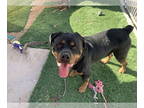 Rottweiler DOG FOR ADOPTION RGADN-1357071 - Gazan - Rottweiler Dog For Adoption