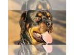 Rottweiler DOG FOR ADOPTION RGADN-1357072 - Ken - Rottweiler Dog For Adoption