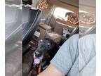 Rottweiler DOG FOR ADOPTION RGADN-1357073 - Rocket - Rottweiler Dog For Adoption