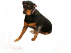 Rottweiler DOG FOR ADOPTION RGADN-1357074 - Diamond - Rottweiler Dog For