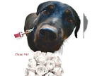 Rottweiler DOG FOR ADOPTION RGADN-1357075 - Stella - Rottweiler Dog For Adoption