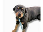 Rottweiler DOG FOR ADOPTION RGADN-1357076 - Flex - Rottweiler Dog For Adoption