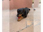 Rottweiler DOG FOR ADOPTION RGADN-1357078 - Bear - Rottweiler Dog For Adoption