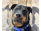 Rottweiler DOG FOR ADOPTION RGADN-1357079 - Dolce - Rottweiler Dog For Adoption