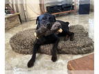 Rottweiler DOG FOR ADOPTION RGADN-1357081 - Bronson - Rottweiler Dog For