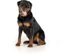 Rottweiler DOG FOR ADOPTION RGADN-1357086 - Charlie - Rottweiler Dog For