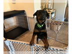 Rottweiler DOG FOR ADOPTION RGADN-1357091 - Kourtney - Rottweiler Dog For