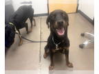 Rottweiler DOG FOR ADOPTION RGADN-1357093 - Sista - Rottweiler Dog For Adoption