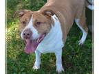 Staffordshire Bull Terrier Mix DOG FOR ADOPTION RGADN-1357107 - ZEUS -