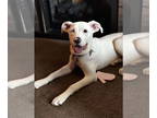 Australian Shepherd-Boxer Mix DOG FOR ADOPTION RGADN-1357141 - NOVA-LYNN** -