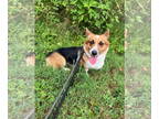 Pembroke Welsh Corgi DOG FOR ADOPTION RGADN-1357162 - Twila - Corgi (medium