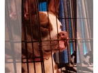 American Pit Bull Terrier DOG FOR ADOPTION RGADN-1357187 - Zsa Zsa - American