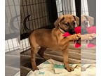 Rhodesian Ridgeback Mix DOG FOR ADOPTION RGADN-1357189 - Rascal - Rhodesian