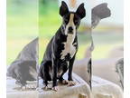 American Pit Bull Terrier Mix DOG FOR ADOPTION RGADN-1357192 - Jelly - Belgian