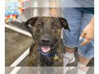 Plott Hound Mix DOG FOR ADOPTION RGADN-1357198 - Andy - Plott Hound / Mixed Dog