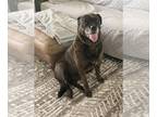 English Mastweiler DOG FOR ADOPTION RGADN-1357203 - Emma - Rottweiler / Mastiff