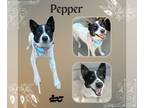 Border Collie Mix DOG FOR ADOPTION RGADN-1357244 - Pebbles - Border Collie /