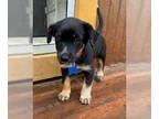Border Collie Mix DOG FOR ADOPTION RGADN-1357250 - Ozark - Border Collie / Mixed