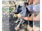 Huskies Mix DOG FOR ADOPTION RGADN-1357279 - HARPER - Husky / Mixed (medium