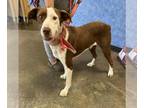 Borador DOG FOR ADOPTION RGADN-1357349 - Winter - Labrador Retriever / Border