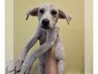 Great Pyrenees Mix DOG FOR ADOPTION RGADN-1357351 - Homer - Great Pyrenees /