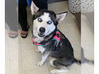 Siberian Husky DOG FOR ADOPTION RGADN-1357361 - STORMY - Siberian Husky (medium