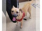 German Shepherd Dog Mix DOG FOR ADOPTION RGADN-1357364 - FINCH - German Shepherd