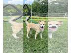 Huskies Mix DOG FOR ADOPTION RGADN-1357389 - Henderson - Husky / Mixed (long