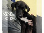 Labrenees DOG FOR ADOPTION RGADN-1357475 - Lisa - Great Pyrenees / Labrador