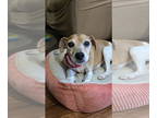 Jack-A-Bee DOG FOR ADOPTION RGADN-1357480 - COURTESY POST: Gypsy - Jack Russell