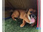 Pembroke Welsh Corgi-Spaniel Mix DOG FOR ADOPTION RGADN-1357481 - Bean - Spaniel