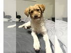 Cockapoo-Pomeranian Mix DOG FOR ADOPTION RGADN-1357484 - DAISY - Pomeranian /