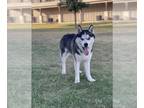 Mix DOG FOR ADOPTION RGADN-1357530 - COCO - Husky (medium coat) Dog For