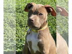 Bullboxer Pit DOG FOR ADOPTION RGADN-1357552 - Tesla - Boxer / American Pit Bull