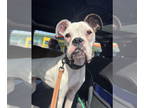 Boxer DOG FOR ADOPTION RGADN-1357644 - Jax - Boxer Dog For Adoption