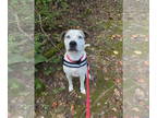 Boxer-Catahoula Leopard Dog Mix DOG FOR ADOPTION RGADN-1357678 - Casper - Boxer
