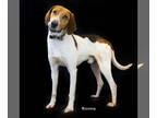 Treeing Walker Coonhound DOG FOR ADOPTION RGADN-1357679 - Bob - Treeing Walker