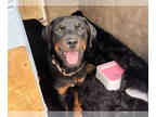 Rottweiler DOG FOR ADOPTION RGADN-1357681 - Slash - Rottweiler Dog For Adoption