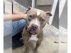 American Pit Bull Terrier DOG FOR ADOPTION RGADN-1357703 - Chops - Pit Bull
