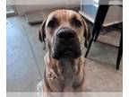 Mastiff Mix DOG FOR ADOPTION RGADN-1357762 - JACK - Mastiff / Mixed (medium